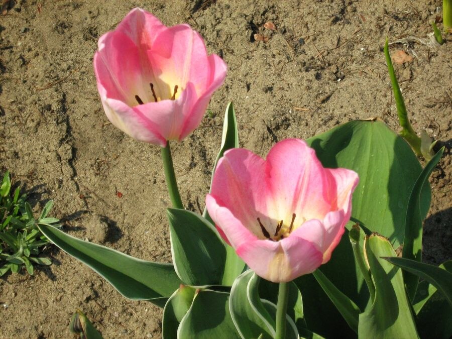File:Tulipa florenskyi 4.jpg